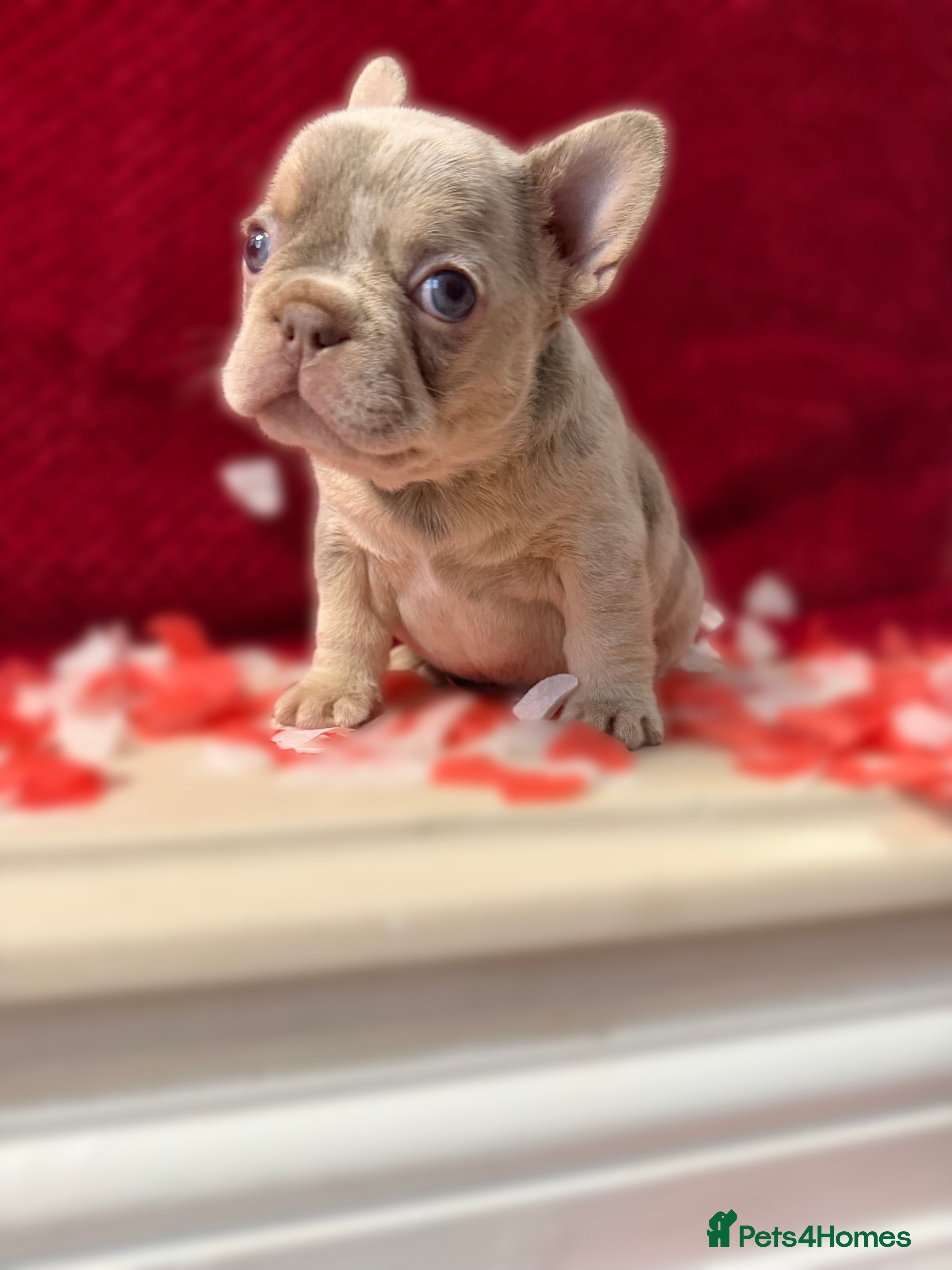 French Bulldog dogs Stunning KC registered Frenchies😍 2 male 1 female - Advert 1