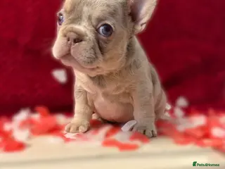 French Bulldog dogs Stunning KC registered Frenchies😍 2 male 1 female - Advert 1