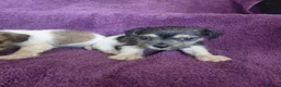 Jack Russell dogs for sale: Jack Russell puppies, full pedigree  - Advert 15