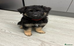 German Shepherd dogs for sale: Beautiful black/tan German shepherd pups for sale  - Image 9