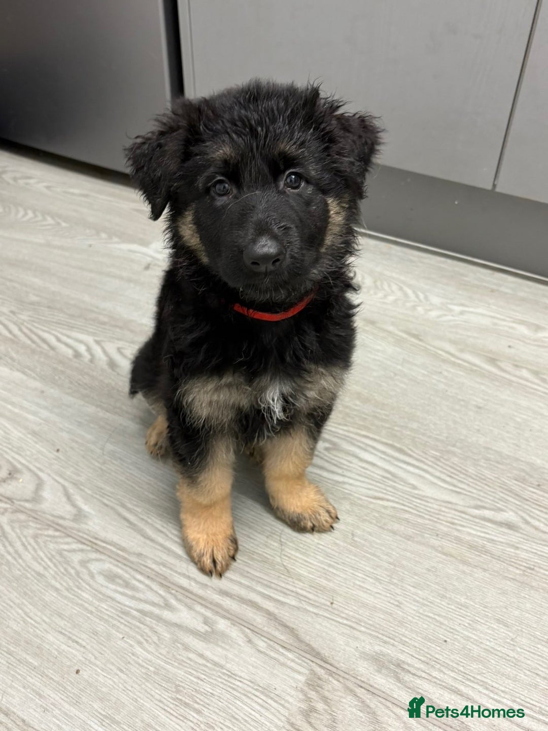 German Shepherd dogs for sale: Beautiful black/tan German shepherd pups for sale  - Image 9