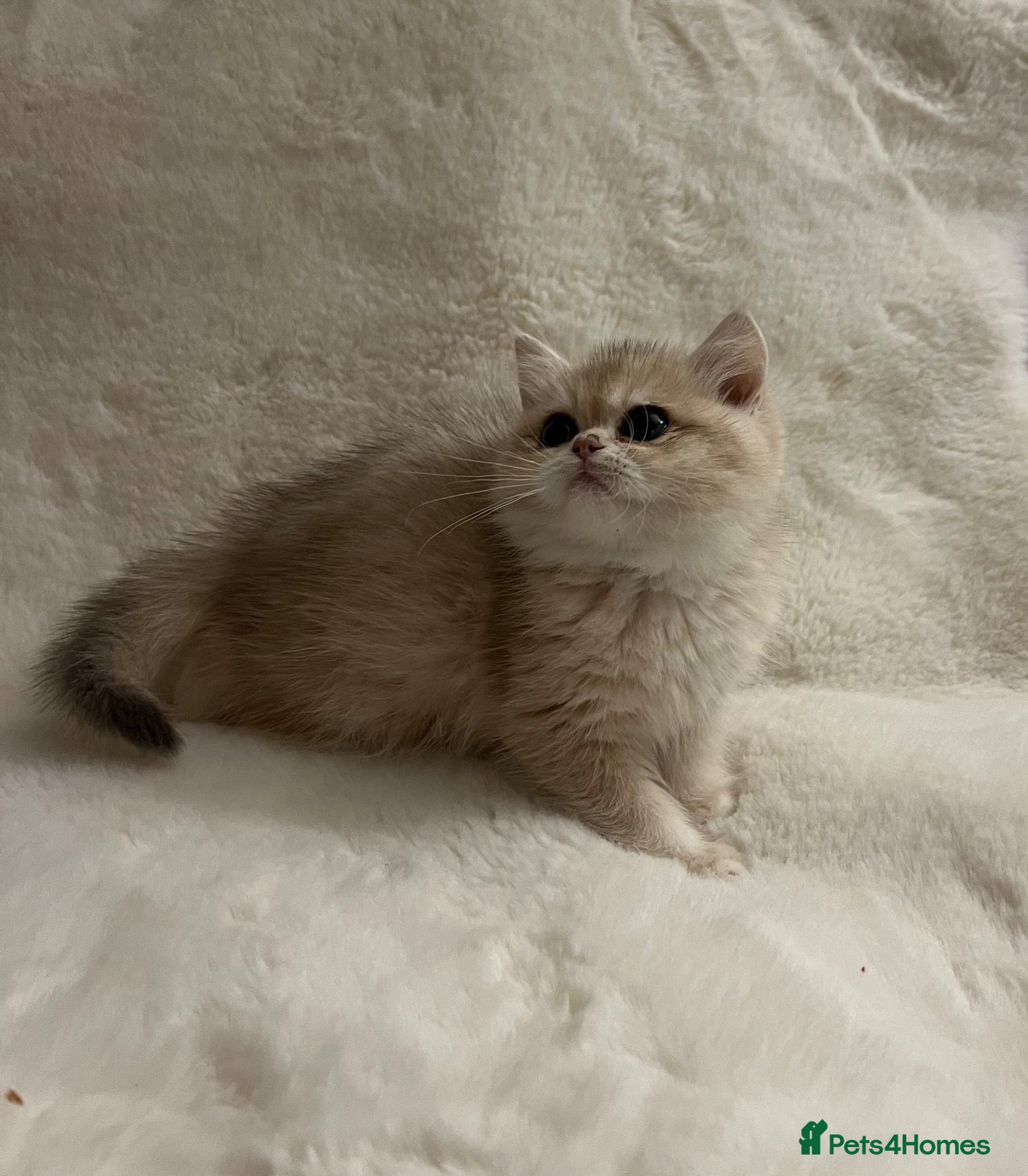 British Shorthair cats for sale: 🩷 Amazing Ay12 Golden British Shorthair Girl 🩷 - Advert 1