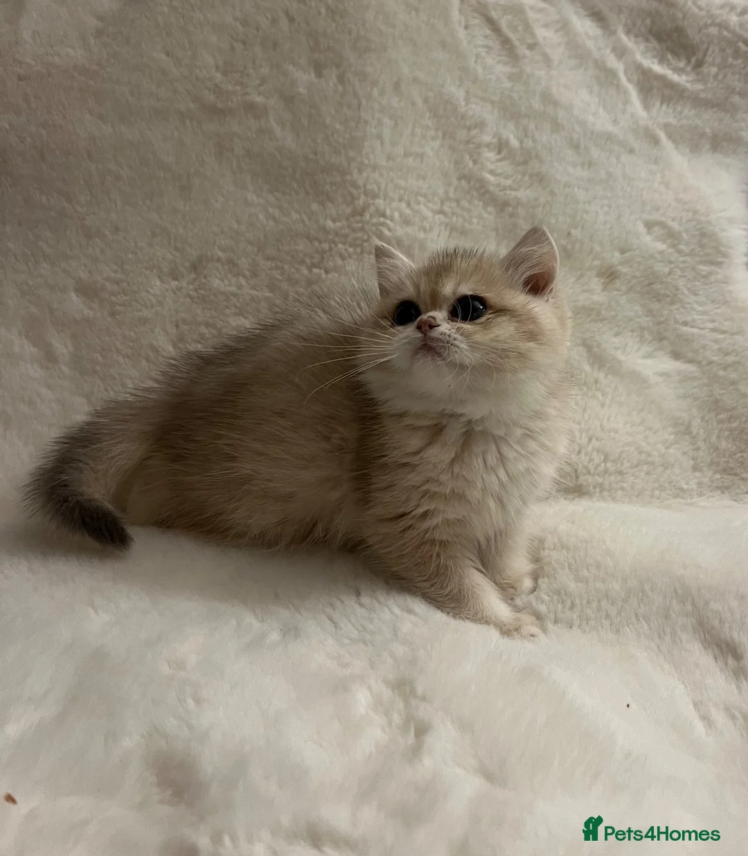 British Shorthair cats for sale: 🩷 Amazing Ay12 Golden British Shorthair Girl 🩷 - Advert 1