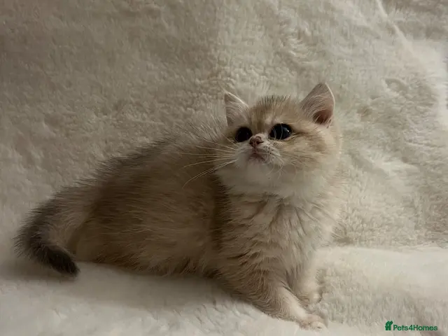 British Shorthair cats for sale: 🩷 Amazing Ay12 Golden British Shorthair Girl 🩷 - Advert 1