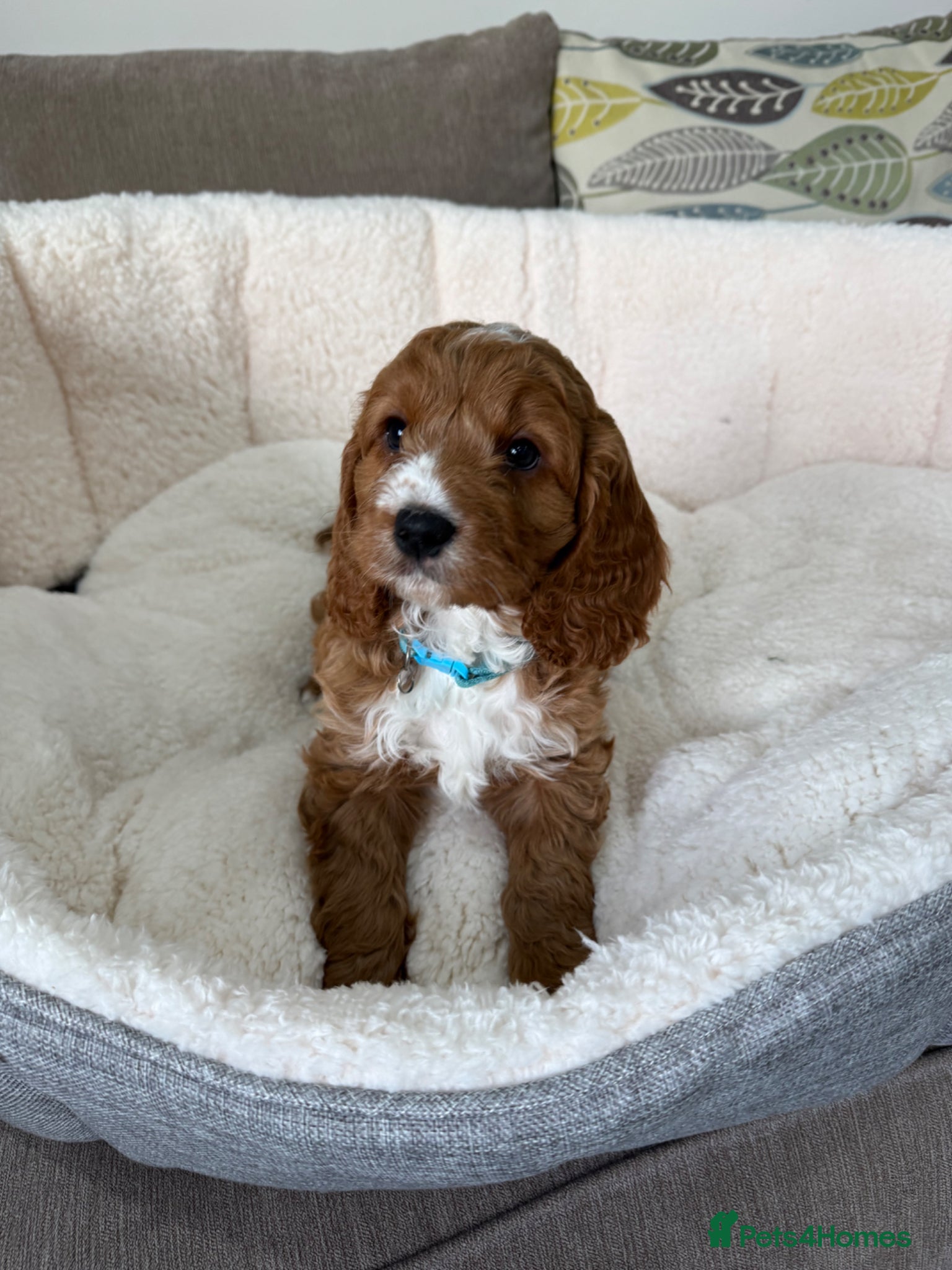 Cavapoo dogs F1 Cavapoo puppies - Advert 1