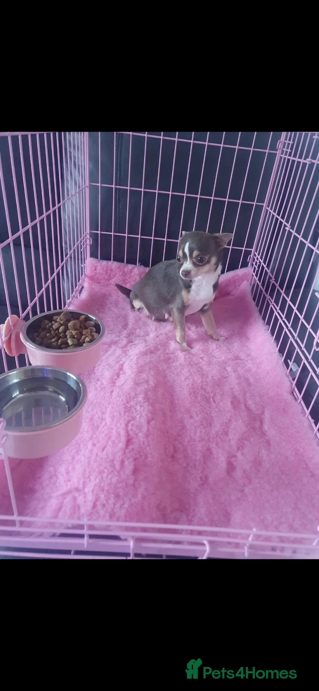 Chihuahua dogs for sale: Beautiful tiny lilac/tan girl - Advert 1