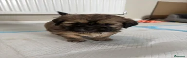 Shih Tzu 3