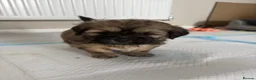 Shih Tzu dogs for sale: Ready now - Beautiful Shih Tzu puppies - Advert 17