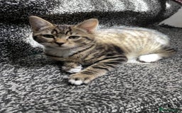 Domestic Shorthair cats for sale: Sweetest Kitten - Image 2