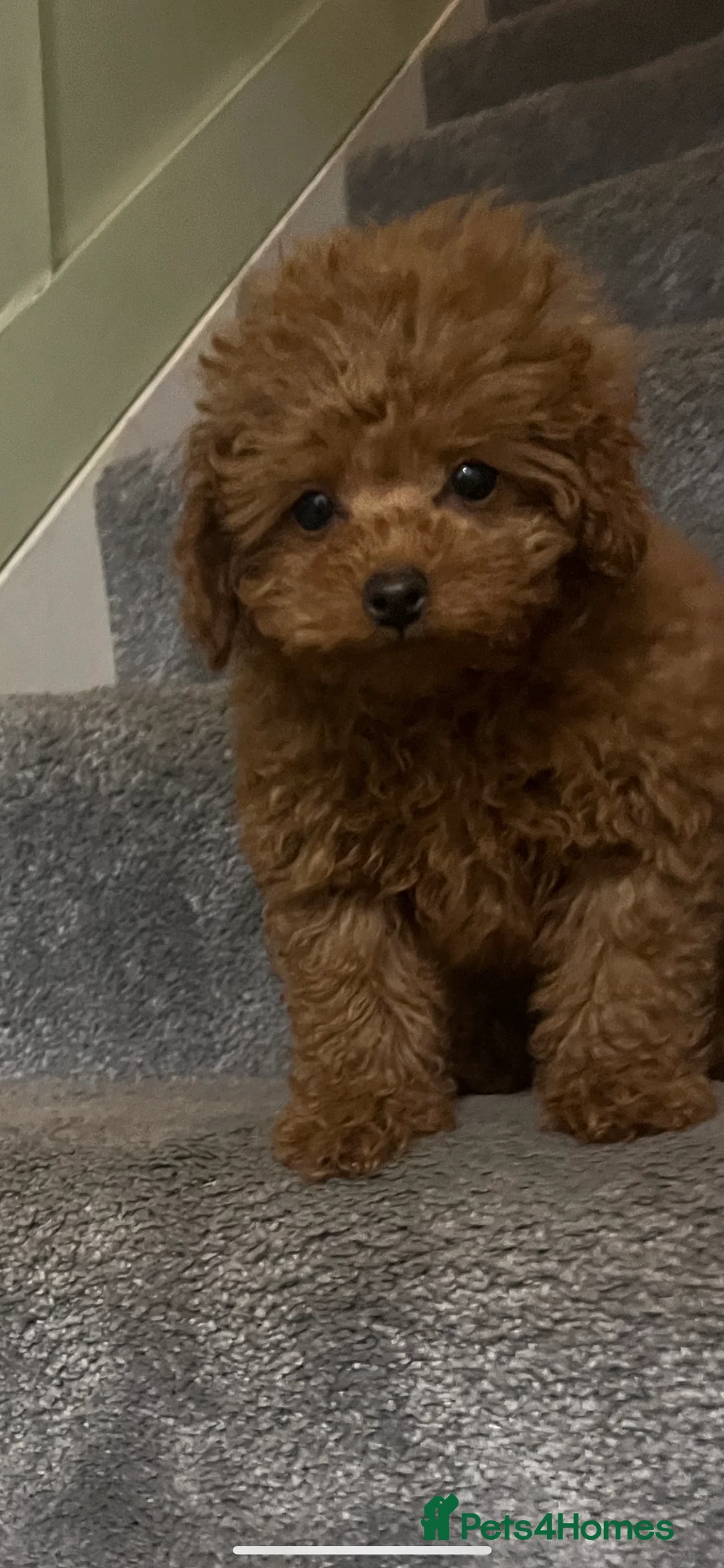 Toy Poodle dogs for stud: Toy poodle for stud  in Burnley - Advert 4