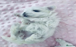 Maltese dogs for sale: Korean doll face puppies - Advert 5