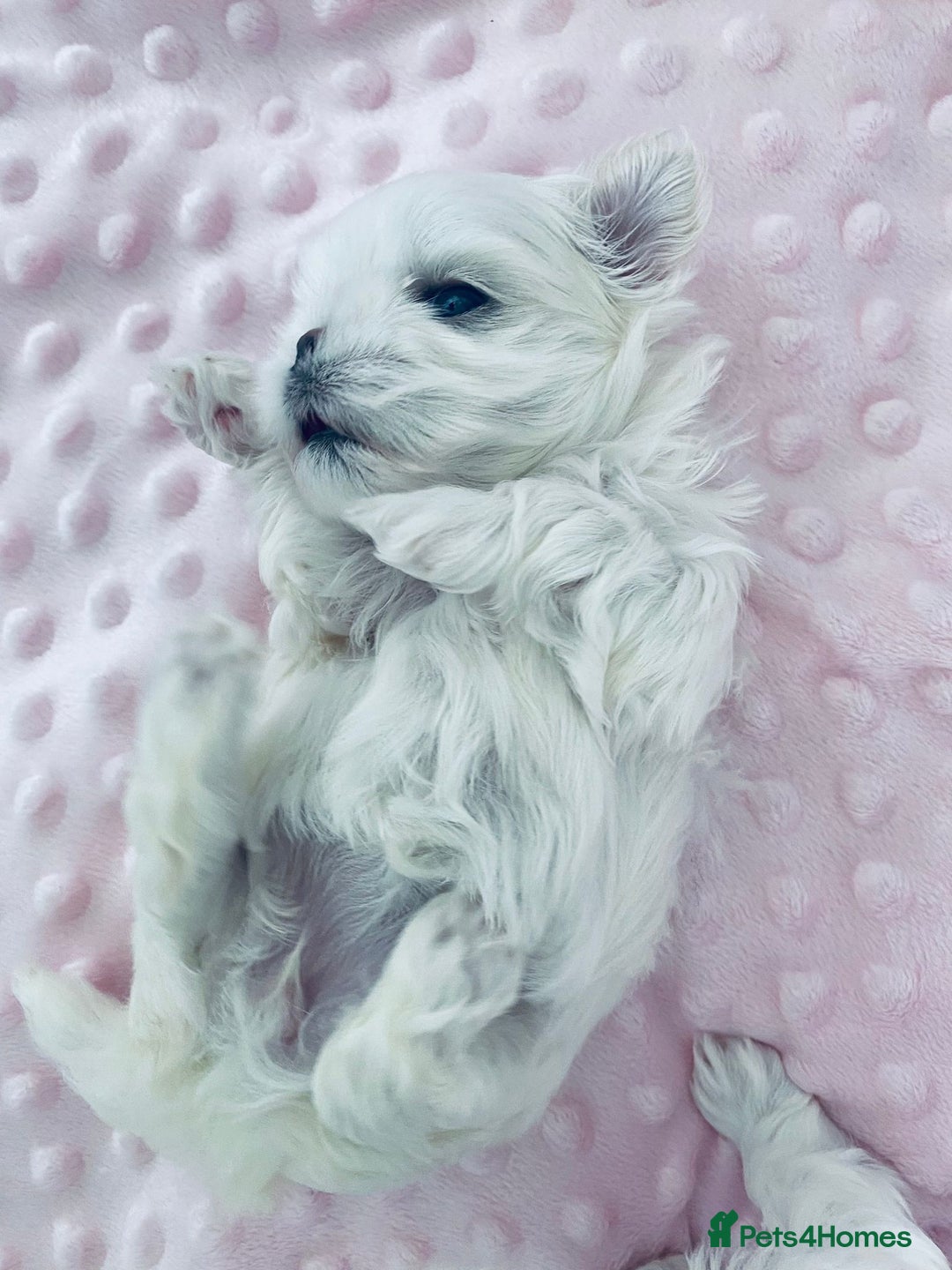 Maltese dogs for sale: Korean doll face puppies - Advert 5