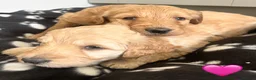 Goldendoodle dogs for sale: Stunning Goldendoodle Puppies - Advert 27