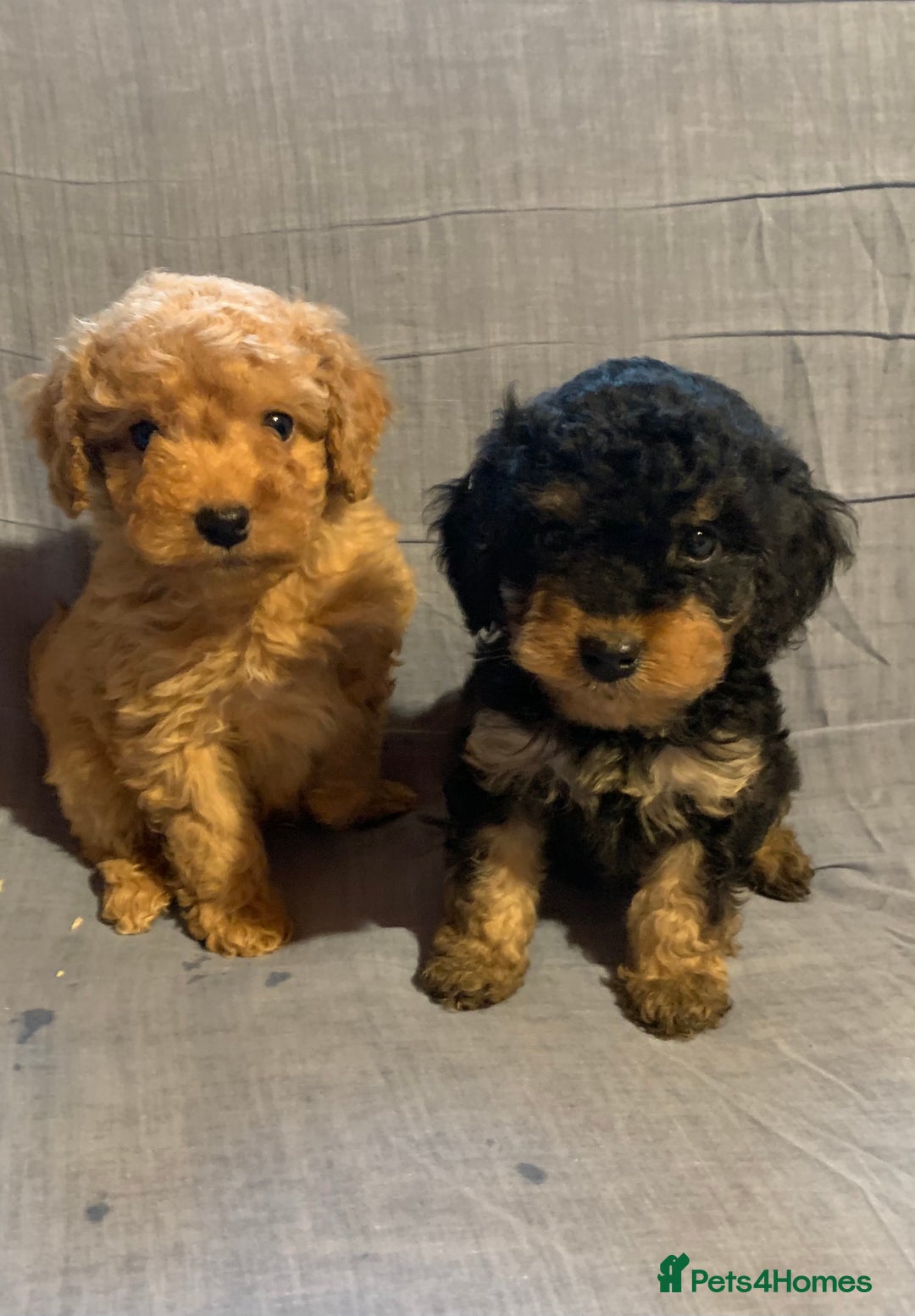 Cockapoo dogs for sale: Beautiful toy cockapoo puppies  - Advert 1