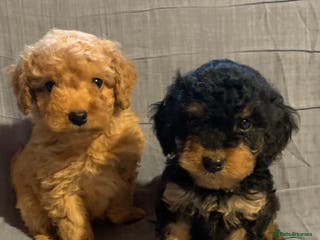 Cockapoo dogs Beautiful toy cockapoo puppies !! ONLY 1 LEFT !! - Advert 7