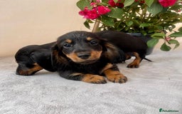 Dachshund dogs for sale: Dachshund  - Image 4