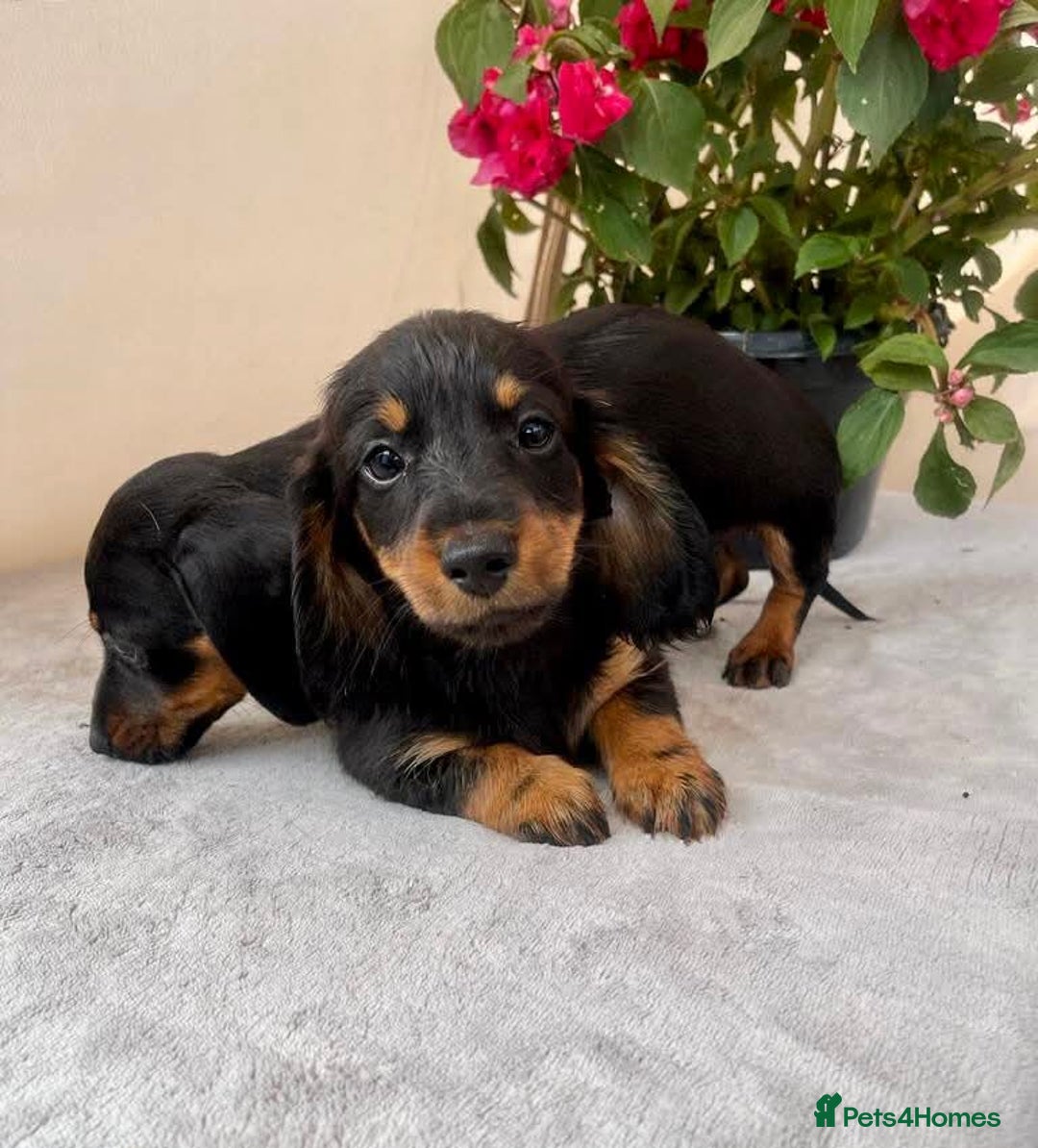 Dachshund dogs for sale: Dachshund  - Image 4