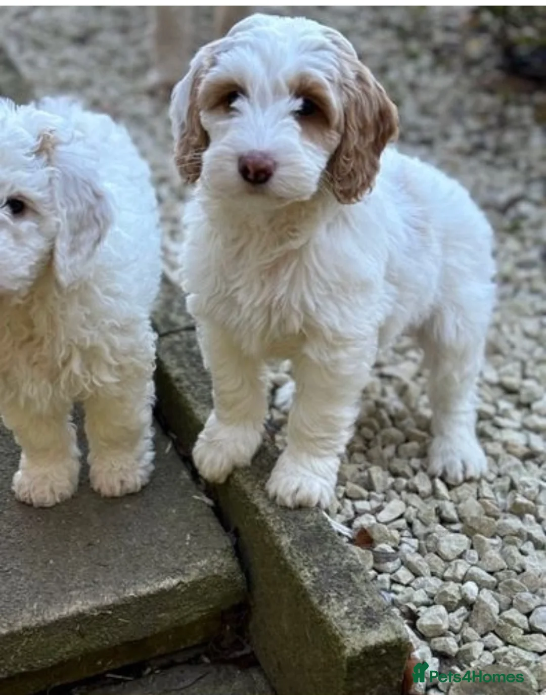 Goldendoodle dogs for stud: Australian Double Doodle Stud PROVEN  in Bolton - Advert 13