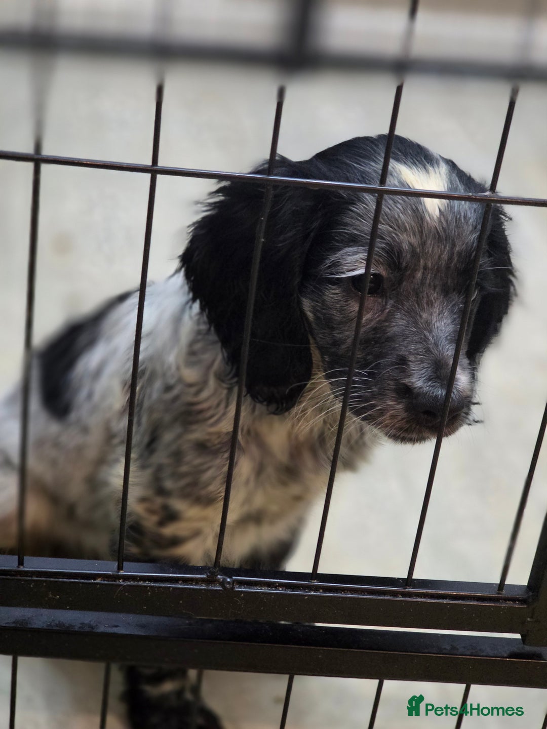 Cocker Spaniel dogs for sale: 1 left Working coker spaniel  - Advert 8