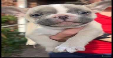 French Bulldog dogs - Advert 7