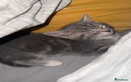 British Shorthair cats for sale: Grey and White Kitten - Image 2