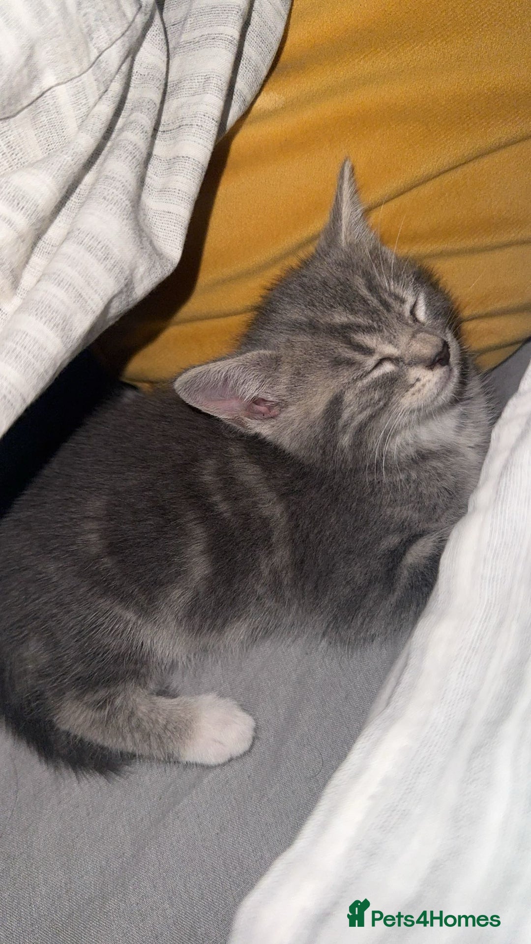 British Shorthair cats for sale: Grey and White Kitten - Image 2