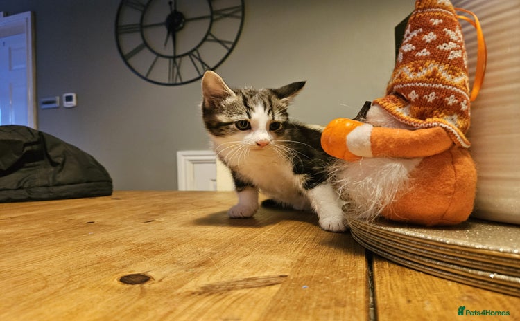 Mixed Breed cats for sale - Advert 1