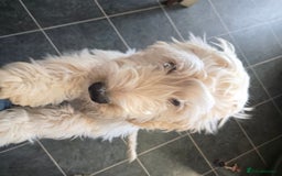 Cockapoo dogs for sale: 20 week old cockerpoo male - Image 5
