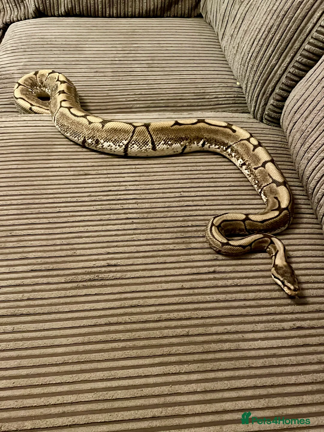 Python Snake reptiles for sale: Royal Python Collection Designer Morphs Females - Advert 8