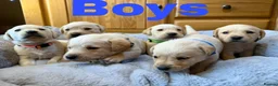 Labrador Retriever dogs for sale: 2 left- Purebred Labrador Puppies - Advert 11
