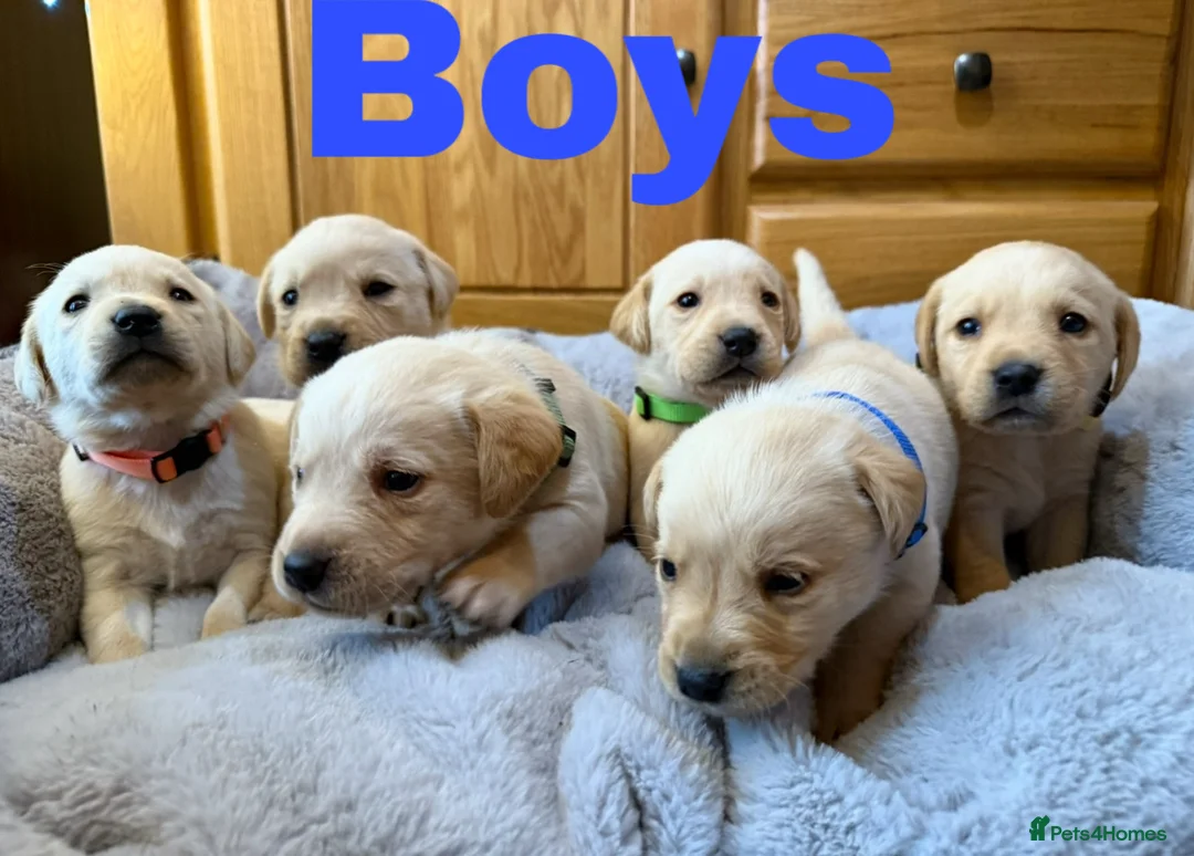 Labrador Retriever dogs for sale: 2 left- Purebred Labrador Puppies - Advert 11
