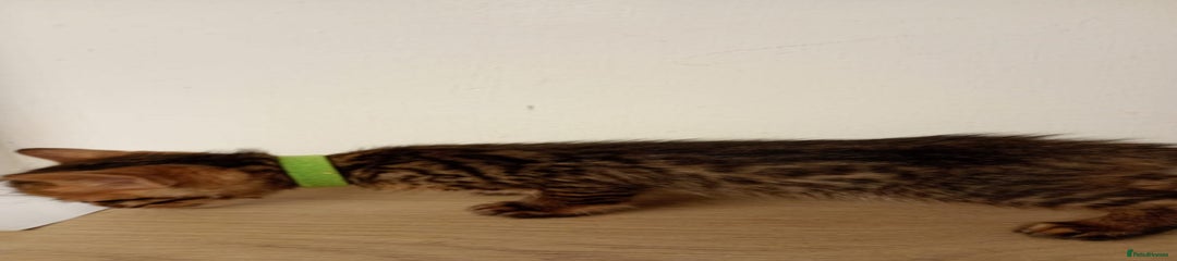 Bengal Kitten 4