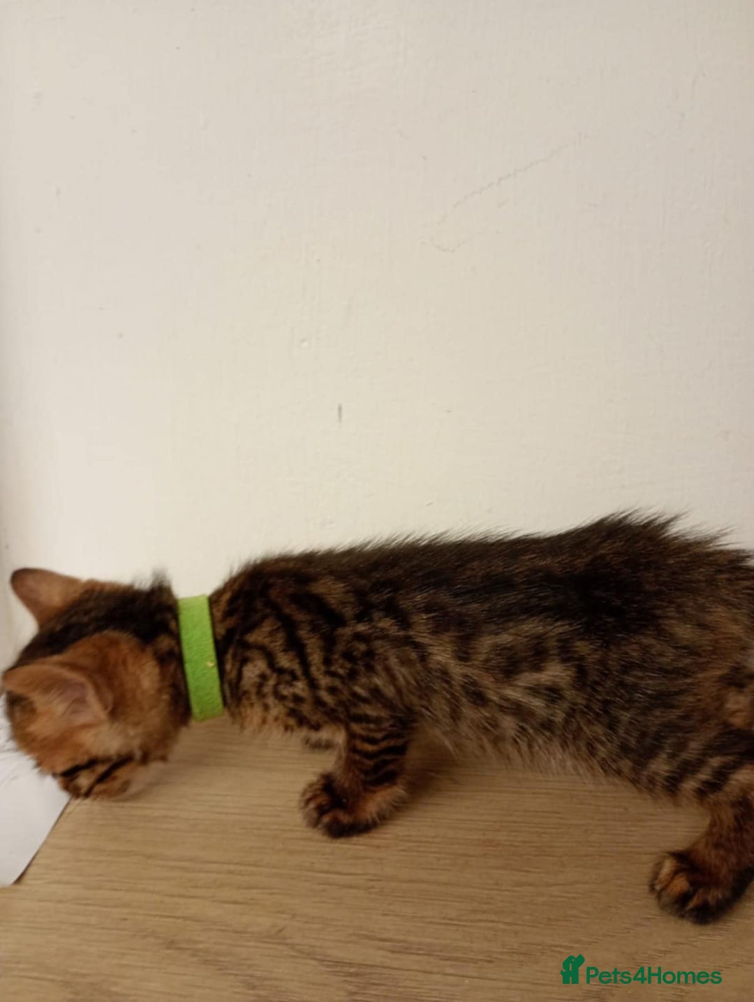Bengal cats for sale: 6 beautiful bengal kittens ready soon  - Image 14