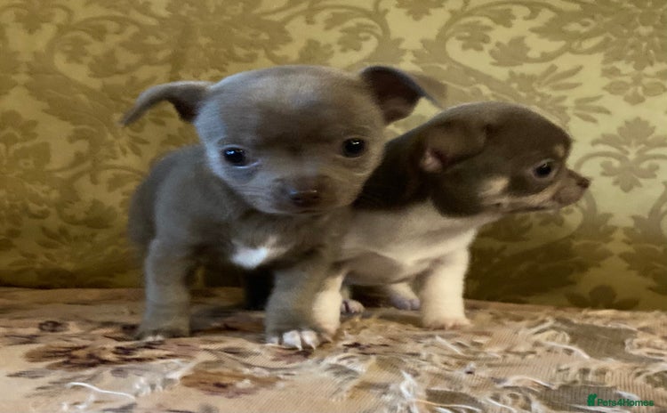 Chihuahua dogs - Advert 2