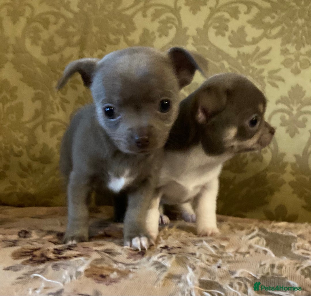 Chihuahua dogs for sale: Chihuahua girls from licensed breeder - Image 4
