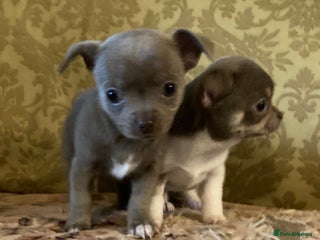 Chihuahua dogs - Advert 3