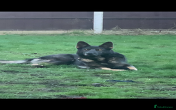 Mixed Breed dogs for sale: alaskan blue german shepard for rehoming (£100) - Advert 5