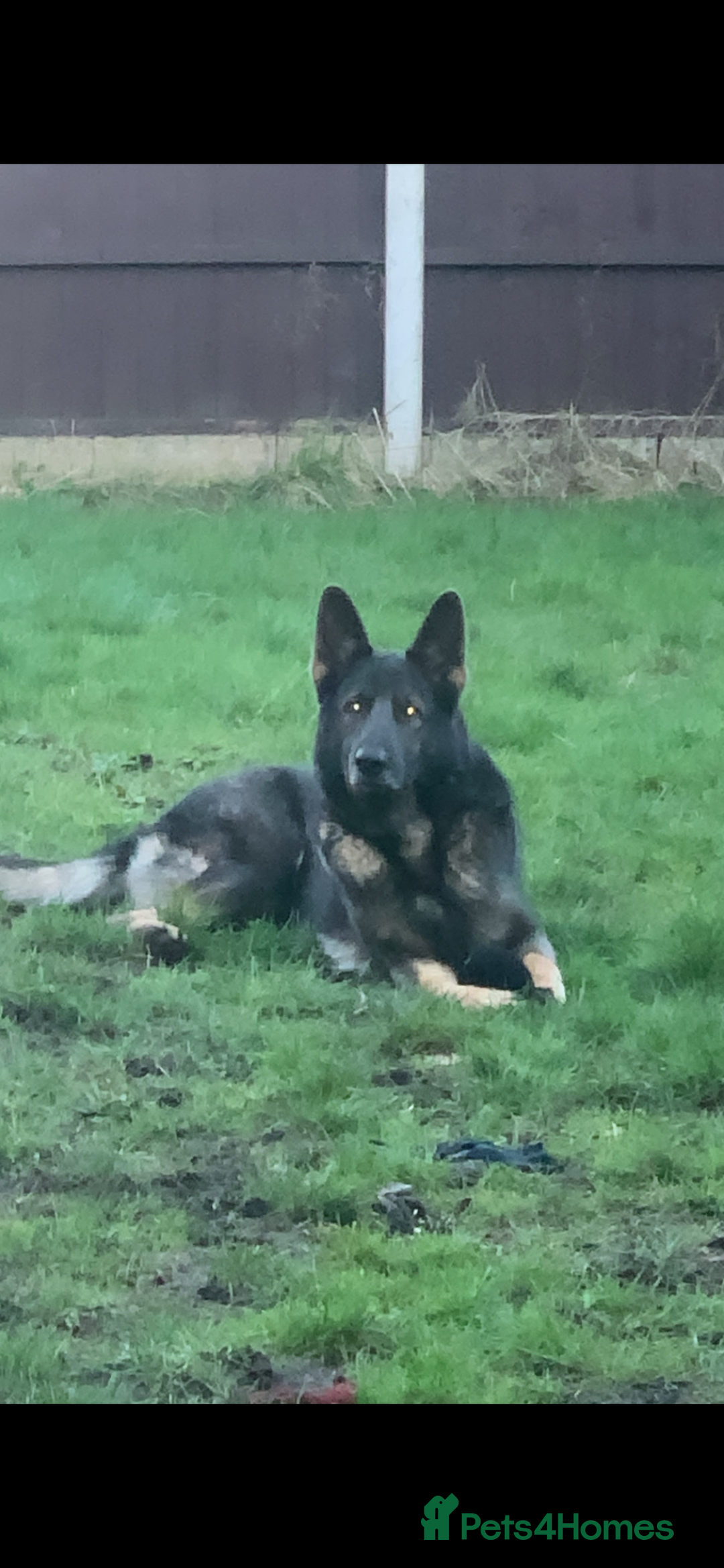 Mixed Breed dogs for sale: alaskan blue german shepard for rehoming (£100) - Advert 5