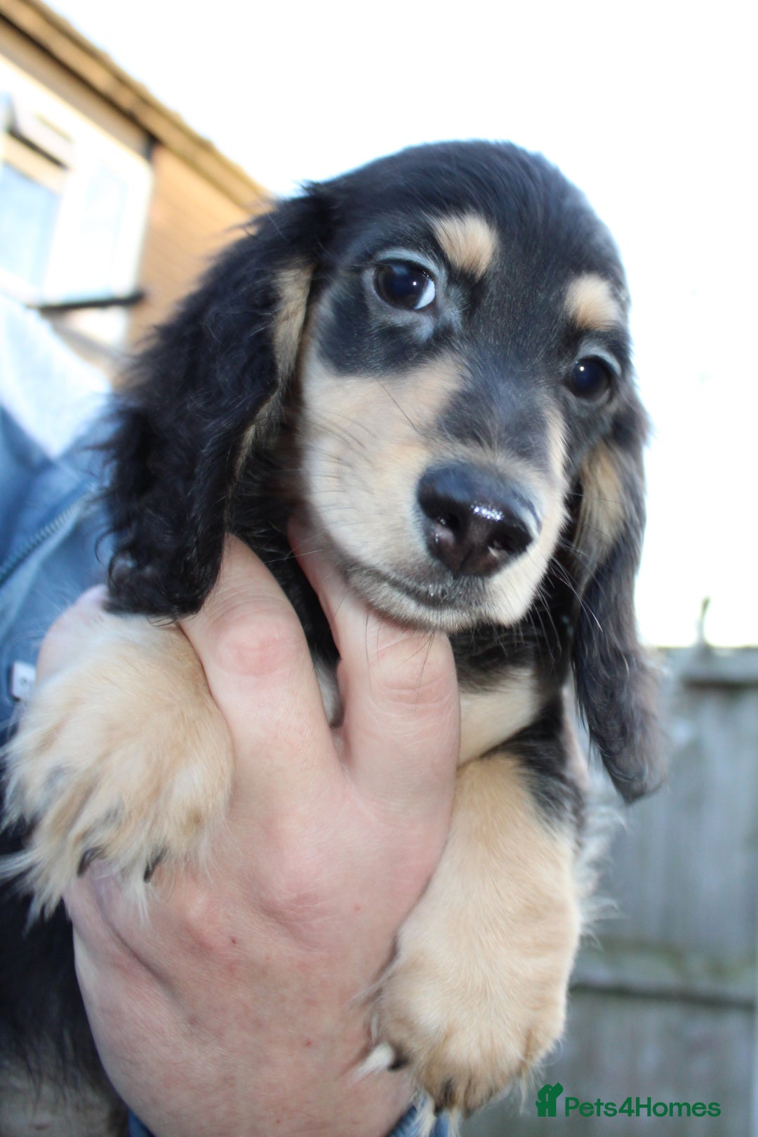 Miniature Dachshund dogs for sale: Long Hair cream  - Advert 15