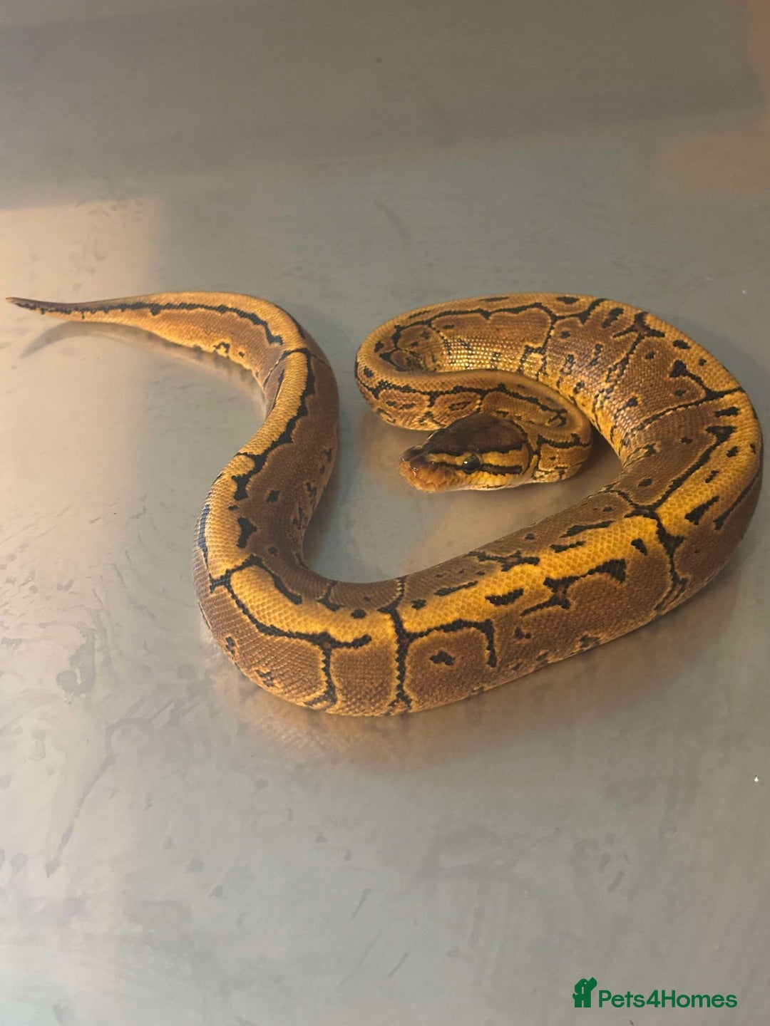 Python Snake reptiles for sale: Captive Bred Ball Pythons – Dundee - Advert 10