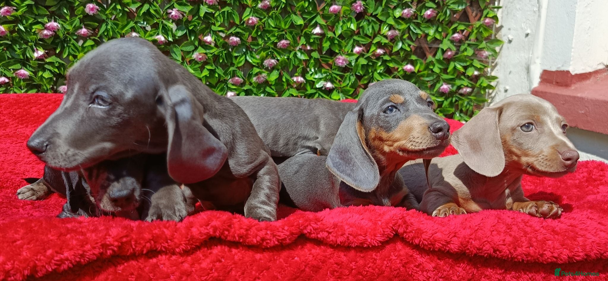 Miniature Dachshund dogs READY NOW  MINIS KC REG PRA CLEAR  - Advert 1