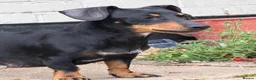 Miniature Dachshund dogs for sale: Miniature dachshund puppies  in Winchester - Advert 5