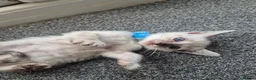 Mixed Breed cats for sale: Bengal Siamese mixed - Advert 20