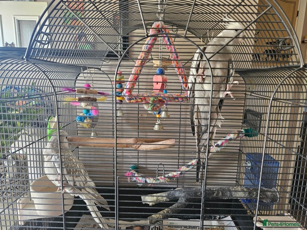 Cockatiels birds - Advert 12