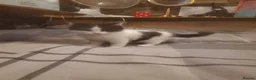 Mixed Breed cats for sale: 4 kitten ready for there forever homes - Advert 18