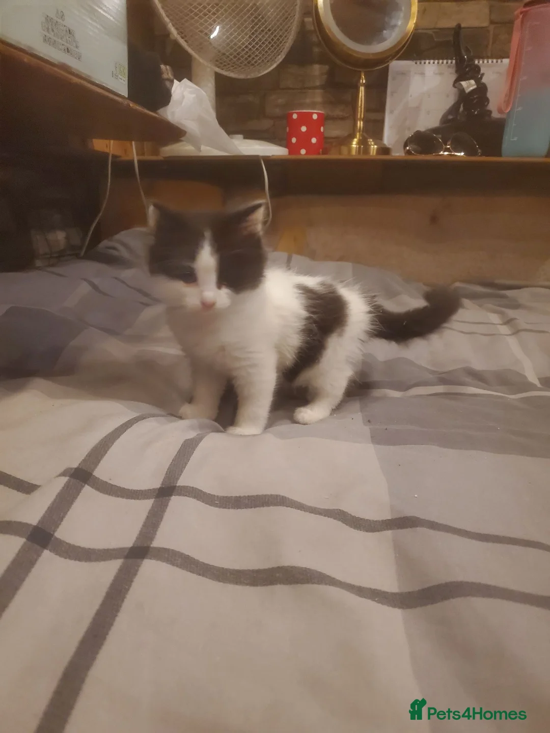 Mixed Breed cats for sale: 4 kitten ready for there forever homes - Advert 18