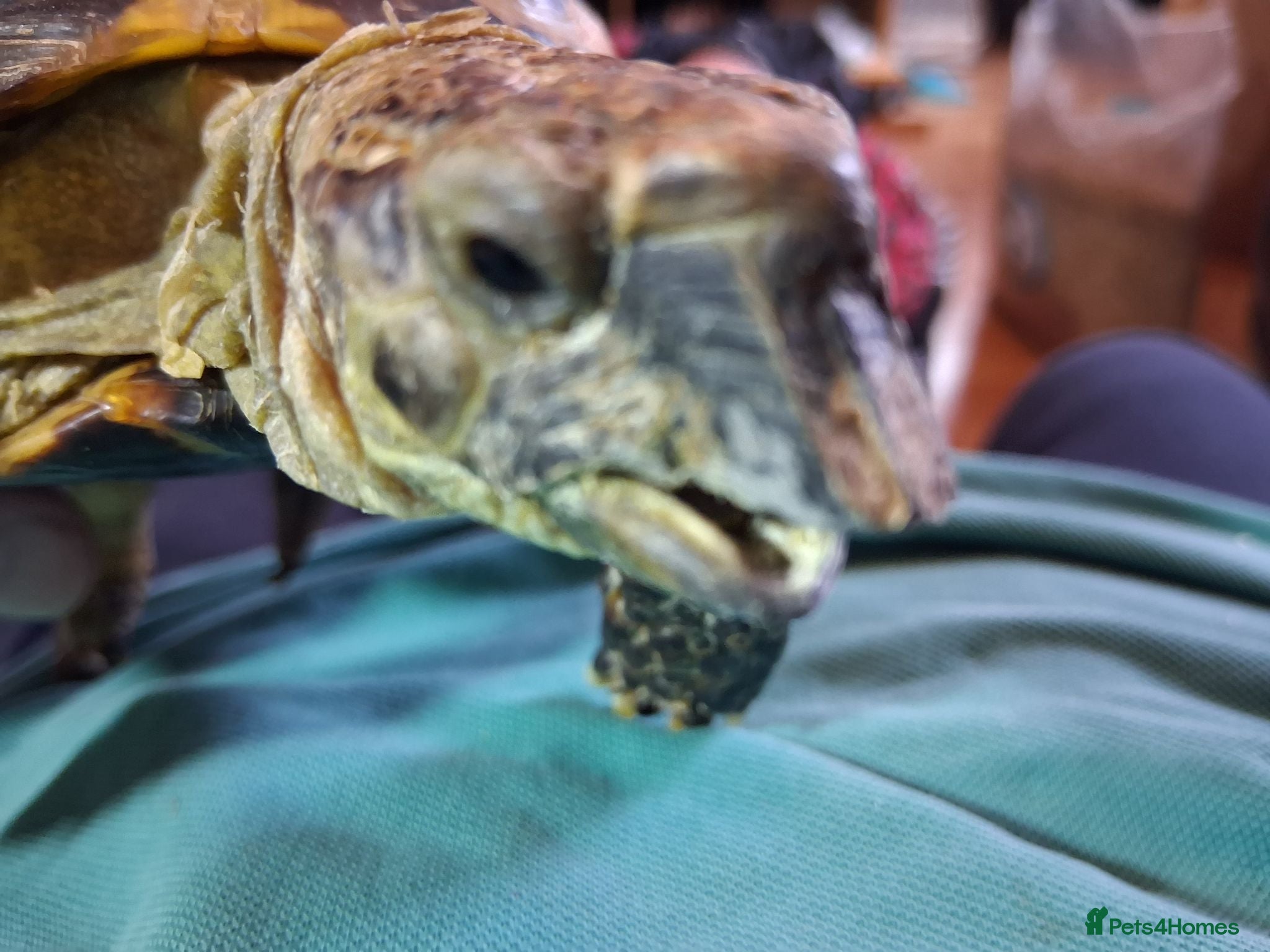 Tortoise reptiles Horsfield (Russian) Tortoise - JOEY - Advert 1