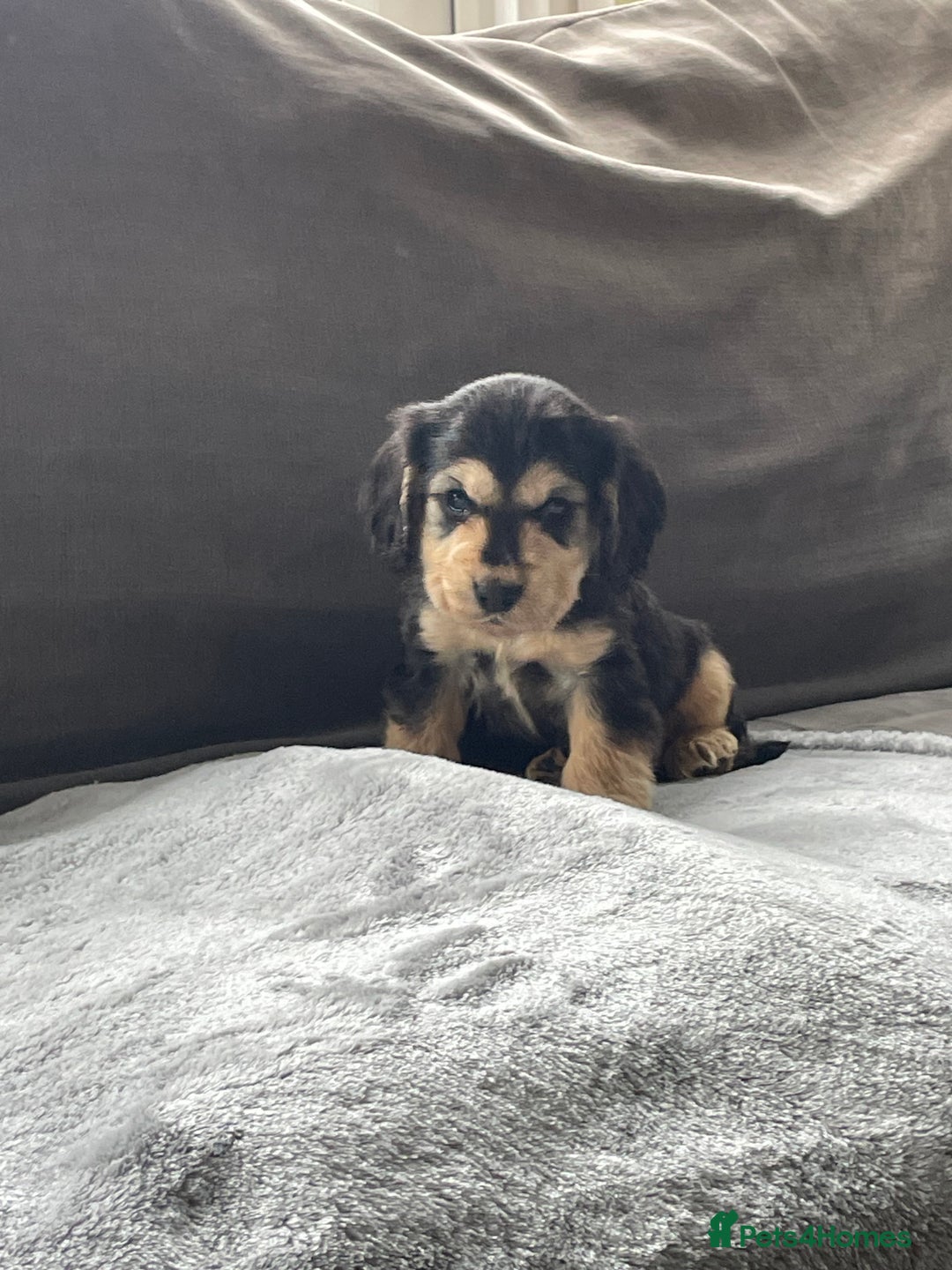 Cocker Spaniel dogs for sale: Cocker spaniel puppies  - Advert 10