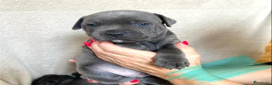 Blue Boy