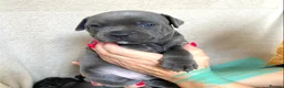 Staffordshire Bull Terrier dogs for sale: Beautiful blue Staffordshire Bull Terrier Puppies  in Epsom - Advert 4